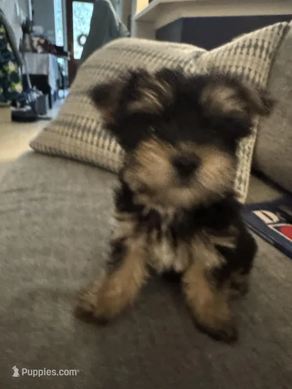 Einstein AKC – Yorkshire Terrier puppy for sale in Spring, TX