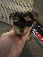 Einstein AKC, a male Yorkshire Terrier for sale in Spring, TX – Photo 4 of 5