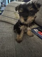 Einstein AKC, a male Yorkshire Terrier for sale in Spring, TX – Photo 5 of 5