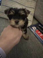 Einstein AKC, a male Yorkshire Terrier for sale in Spring, TX – Photo 3 of 5