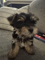 Einstein AKC, a male Yorkshire Terrier for sale in Spring, TX – Photo 2 of 5