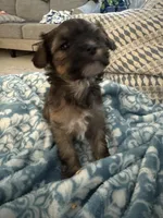 Cindy, a female Yorkshire Terrier and Havashire for sale in Spring, TX – Photo 2 of 7