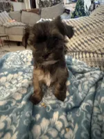 Cindy, a female Yorkshire Terrier and Havashire for sale in Spring, TX – Photo 1 of 7