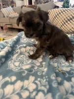 Cindy, a female Yorkshire Terrier and Havashire for sale in Spring, TX – Photo 5 of 7