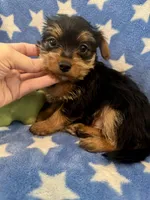 Fred, a male Yorkshire Terrier for sale in Spring, TX – Photo 4 of 7