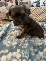 Cindy, a female Yorkshire Terrier and Havashire for sale in Spring, TX – Photo 6 of 7