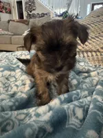 Cindy, a female Yorkshire Terrier and Havashire for sale in Spring, TX – Photo 4 of 7