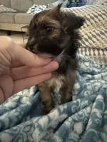 Cindy, a female Yorkshire Terrier and Havashire for sale in Spring, TX – Photo 3 of 7