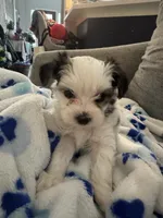 Patches, a female Yorkshire Terrier and Havashire for sale in Spring, TX – 2 of 4