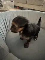 Albert, a male Yorkshire Terrier and Havashire for sale in Spring, TX – 3 of 5