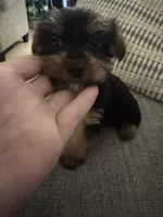 Sweetie AKC, a female Yorkshire Terrier for sale in Spring, TX – Photo 3 of 5