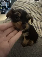 Sweetie AKC, a female Yorkshire Terrier for sale in Spring, TX – Photo 2 of 5