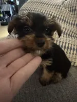 Sweetie AKC, a female Yorkshire Terrier for sale in Spring, TX – Photo 4 of 5