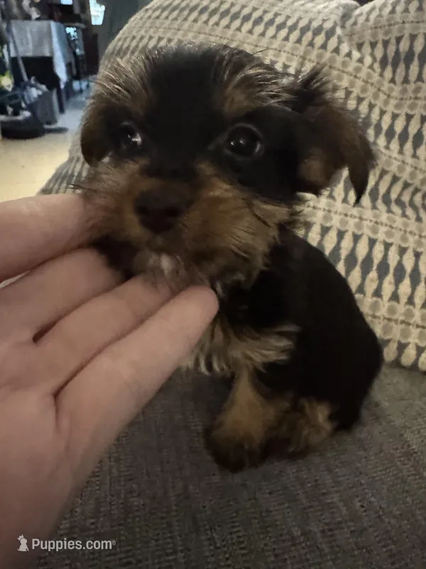 Sweetie AKC – Yorkshire Terrier puppy for sale in Spring, TX