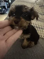 Sweetie AKC, a female Yorkshire Terrier for sale in Spring, TX – Photo 1 of 5