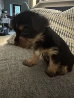 Sweetie AKC, a female Yorkshire Terrier for sale in Spring, TX – Photo 5 of 5