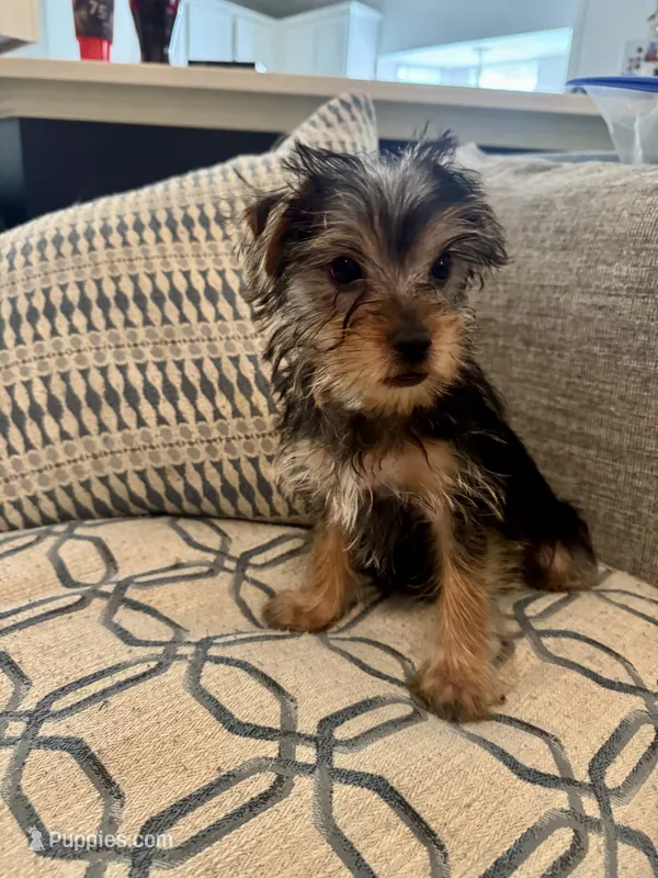 Lover Boy AKC – Yorkshire Terrier puppy for sale in Spring, TX
