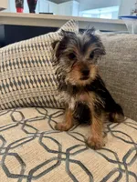 Lover Boy AKC, a male Yorkshire Terrier for sale in Spring, TX – 1 of 9