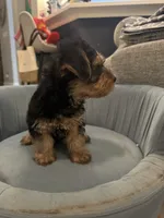 Chewy, a male Yorkshire Terrier for sale in Spring, TX – 3 of 4