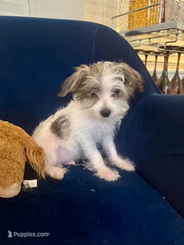 Luke – Yorkshire Terrier, Havashire puppy for sale in Spring, TX