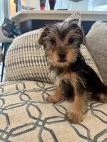 Lover Boy AKC, a male Yorkshire Terrier for sale in Spring, TX – 2 of 9