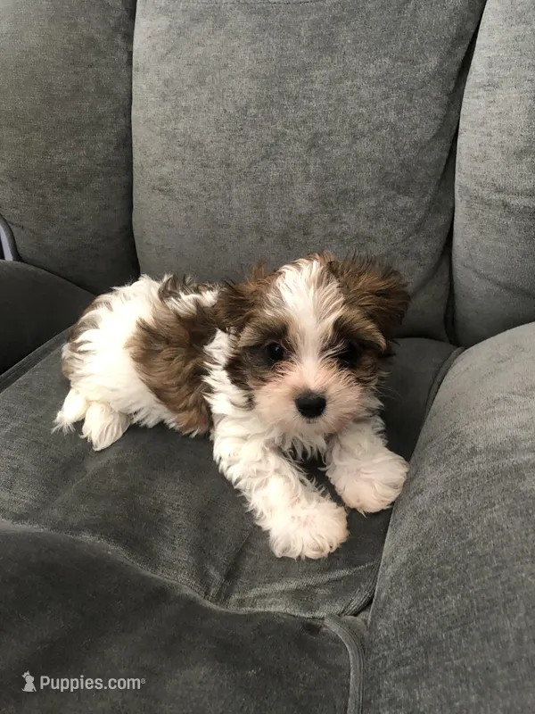 Cupcake, a female Yorkshire Terrier for sale in Spring, TX – Photo 1 of 5