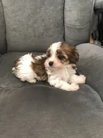 Cupcake, a female Yorkshire Terrier for sale in Spring, TX – Photo 4 of 5