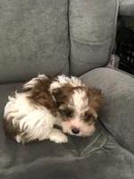 Cupcake, a female Yorkshire Terrier for sale in Spring, TX – Photo 5 of 5