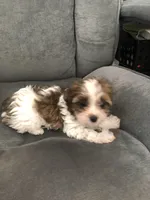 Cupcake, a female Yorkshire Terrier for sale in Spring, TX – Photo 3 of 5