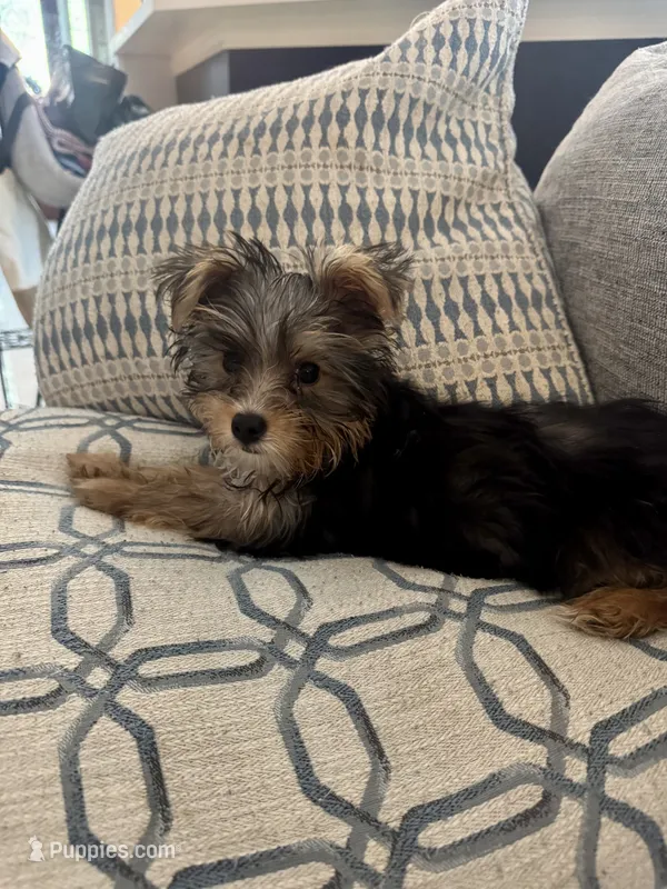 Thor - AKC - Charting 3.5 pounds, a male Yorkshire Terrier for sale in Spring, TX – 1 of 6
