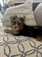 Thor - AKC - Charting 3.5 pounds, a male Yorkshire Terrier for sale in Spring, TX – 1 of 6