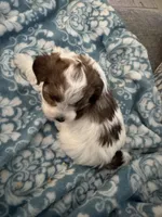 Patches, a female Yorkshire Terrier and Havashire for sale in Spring, TX – Photo 4 of 5