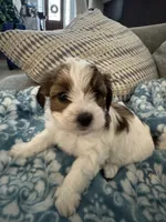 Patches, a female Yorkshire Terrier and Havashire for sale in Spring, TX – Photo 2 of 5