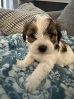 Patches, a female Yorkshire Terrier and Havashire for sale in Spring, TX – Photo 1 of 5