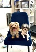 Patches, a female Yorkshire Terrier and Havashire for sale in Spring, TX – Photo 5 of 5