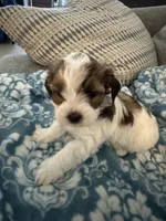 Patches, a female Yorkshire Terrier and Havashire for sale in Spring, TX – Photo 3 of 5