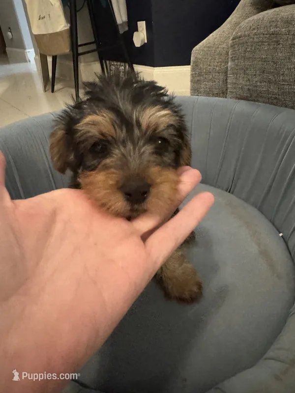 Chewy – Yorkshire Terrier puppy for sale in Spring, TX