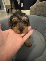 Chewy, a male Yorkshire Terrier for sale in Spring, TX – 4 of 4