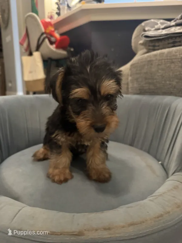Chewy – Yorkshire Terrier puppy for sale in Spring, TX