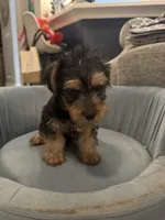 Chewy, a male Yorkshire Terrier for sale in Spring, TX – 1 of 4