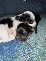 Oreo, a female Yorkshire Terrier for sale in Spring, TX – Photo 7 of 8