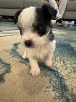 Oreo, a female Yorkshire Terrier for sale in Spring, TX – Photo 3 of 8