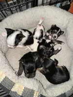 Oreo, a female Yorkshire Terrier for sale in Spring, TX – Photo 5 of 8