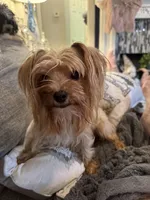 Oreo, a female Yorkshire Terrier for sale in Spring, TX – Photo 8 of 8