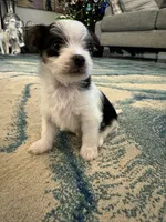 Oreo, a female Yorkshire Terrier for sale in Spring, TX – Photo 4 of 8