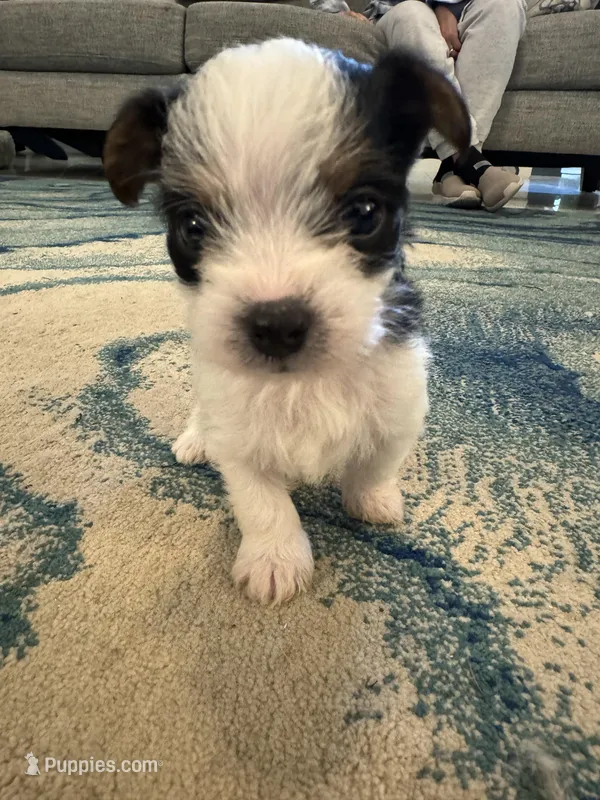 Oreo, a female Yorkshire Terrier for sale in Spring, TX – Photo 1 of 8