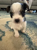 Oreo, a female Yorkshire Terrier for sale in Spring, TX – Photo 1 of 8