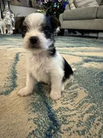 Oreo, a female Yorkshire Terrier for sale in Spring, TX – Photo 2 of 8