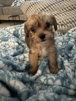 Ruby, a female Yorkshire Terrier and Havashire for sale in Spring, TX – Photo 3 of 4