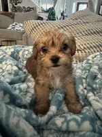 Ruby, a female Yorkshire Terrier and Havashire for sale in Spring, TX – Photo 2 of 4
